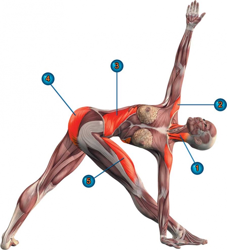 Иллюстрация к книге — Йога-анатомия. Как работают асаны для здоровья и стройности тела [i_069.jpg]