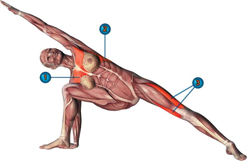 Иллюстрация к книге — Йога-анатомия. Как работают асаны для здоровья и стройности тела [i_075.jpg]