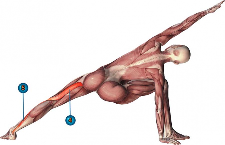Иллюстрация к книге — Йога-анатомия. Как работают асаны для здоровья и стройности тела [i_076.jpg]