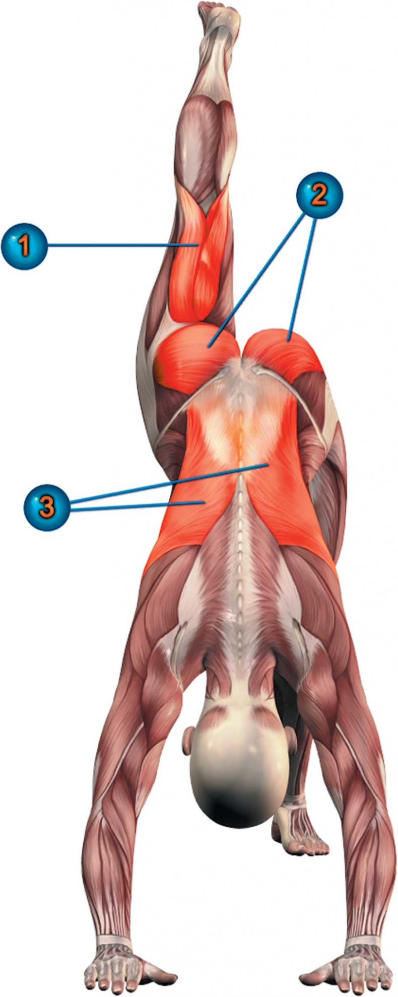 Иллюстрация к книге — Йога-анатомия. Как работают асаны для здоровья и стройности тела [i_087.jpg]
