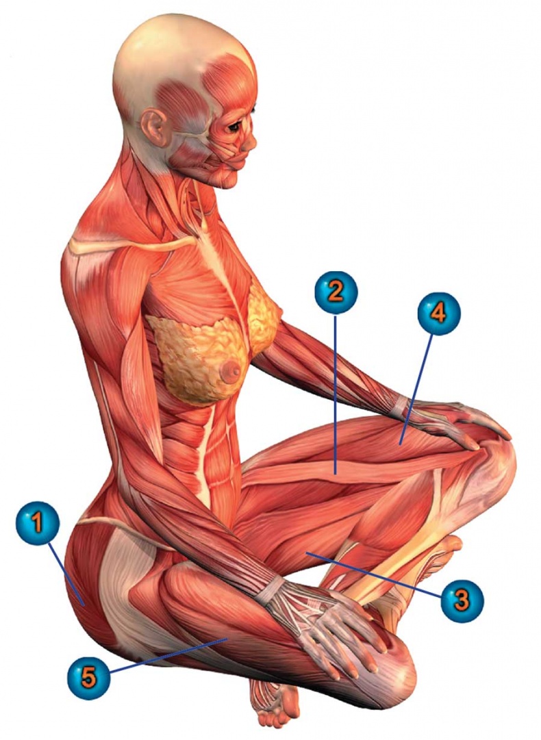 Иллюстрация к книге — Йога-анатомия. Как работают асаны для здоровья и стройности тела [i_093.jpg]