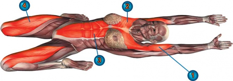 Иллюстрация к книге — Йога-анатомия. Как работают асаны для здоровья и стройности тела [i_099.jpg]