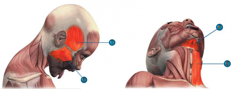 Иллюстрация к книге — Йога-анатомия. Как работают асаны для здоровья и стройности тела [i_101.jpg]