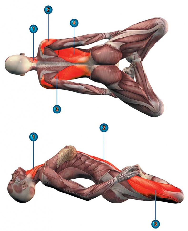 Иллюстрация к книге — Йога-анатомия. Как работают асаны для здоровья и стройности тела [i_105.jpg]