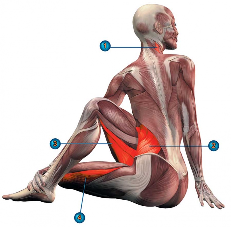 Иллюстрация к книге — Йога-анатомия. Как работают асаны для здоровья и стройности тела [i_114.jpg]