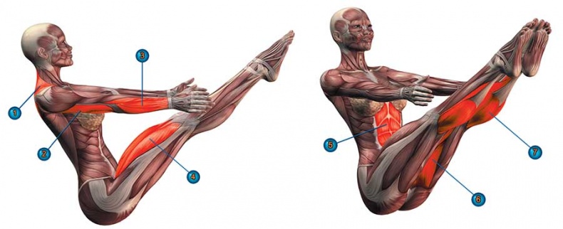 Иллюстрация к книге — Йога-анатомия. Как работают асаны для здоровья и стройности тела [i_117.jpg]