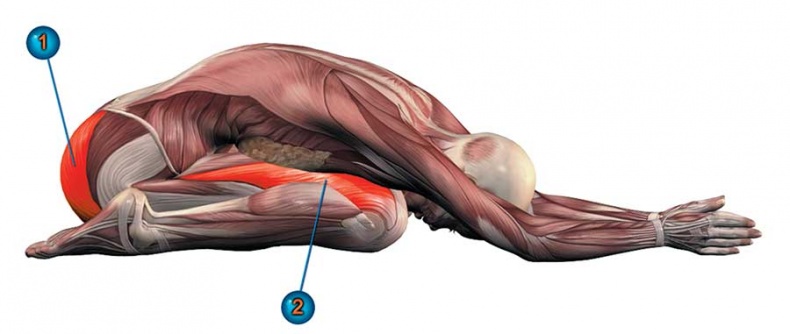 Иллюстрация к книге — Йога-анатомия. Как работают асаны для здоровья и стройности тела [i_133.jpg]