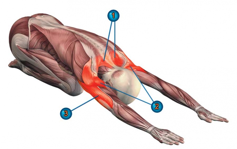 Иллюстрация к книге — Йога-анатомия. Как работают асаны для здоровья и стройности тела [i_135.jpg]