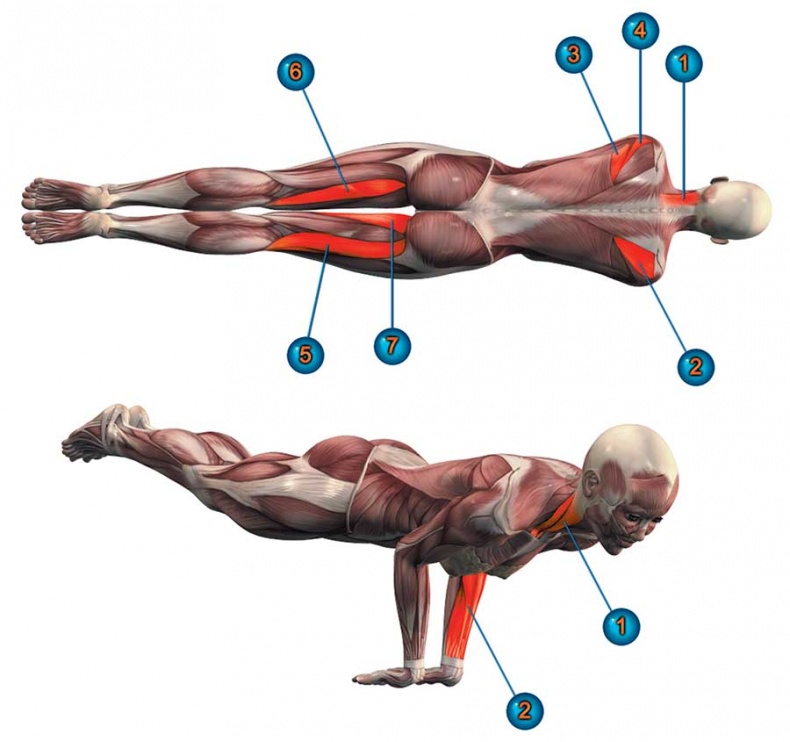 Иллюстрация к книге — Йога-анатомия. Как работают асаны для здоровья и стройности тела [i_142.jpg]