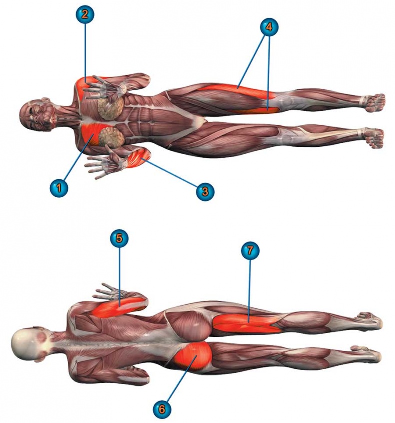 Иллюстрация к книге — Йога-анатомия. Как работают асаны для здоровья и стройности тела [i_147.jpg]