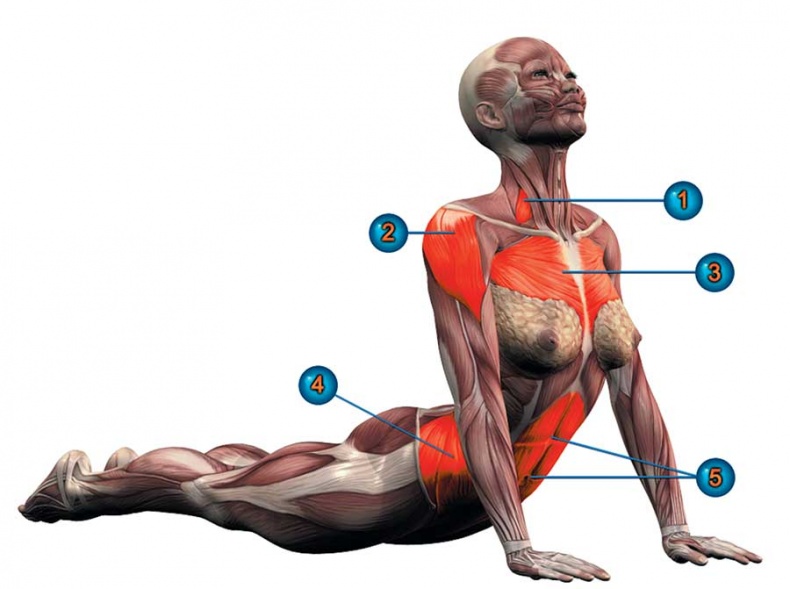 Иллюстрация к книге — Йога-анатомия. Как работают асаны для здоровья и стройности тела [i_151.jpg]