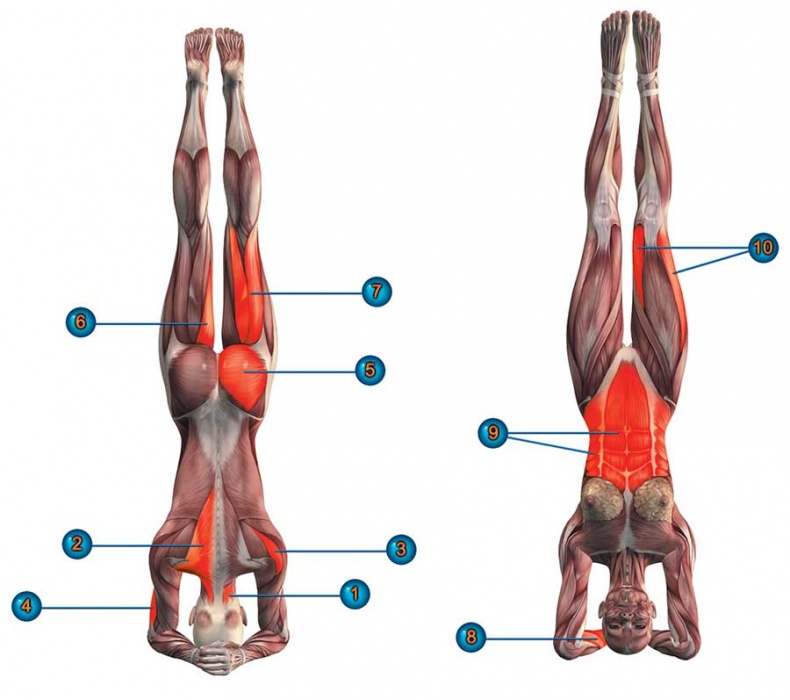 Иллюстрация к книге — Йога-анатомия. Как работают асаны для здоровья и стройности тела [i_171.jpg]