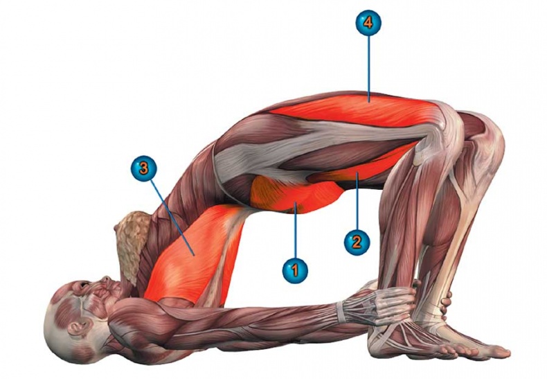 Иллюстрация к книге — Йога-анатомия. Как работают асаны для здоровья и стройности тела [i_186.jpg]