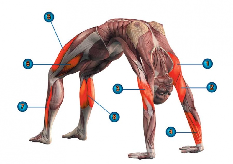 Иллюстрация к книге — Йога-анатомия. Как работают асаны для здоровья и стройности тела [i_189.jpg]