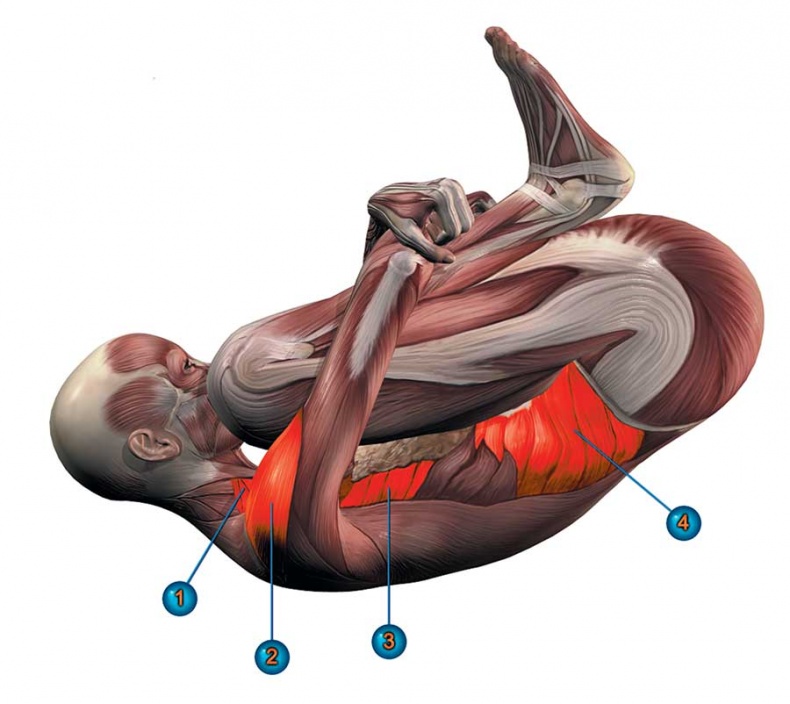 Иллюстрация к книге — Йога-анатомия. Как работают асаны для здоровья и стройности тела [i_195.jpg]