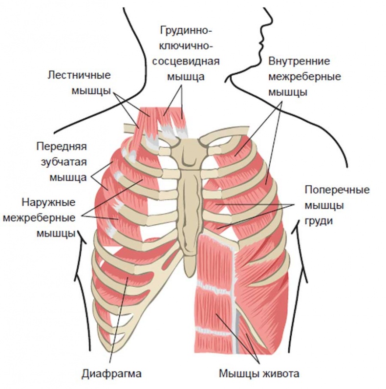 Иллюстрация к книге — Йога-анатомия. Как работают асаны для здоровья и стройности тела [i_202.jpg]
