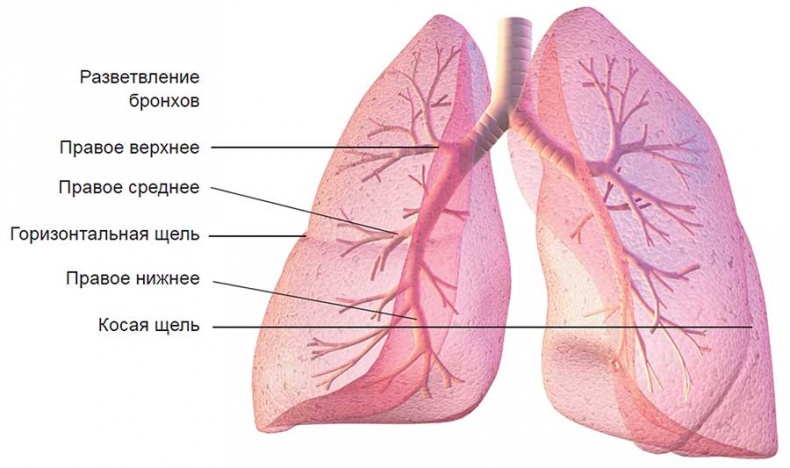 Иллюстрация к книге — Йога-анатомия. Как работают асаны для здоровья и стройности тела [i_205.jpg]