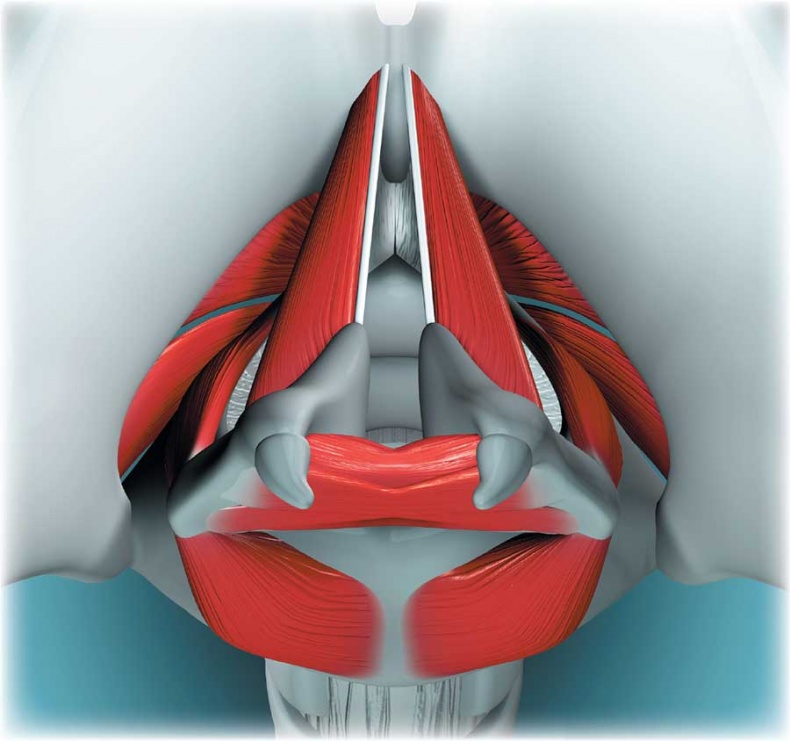 Иллюстрация к книге — Йога-анатомия. Как работают асаны для здоровья и стройности тела [i_207.jpg]