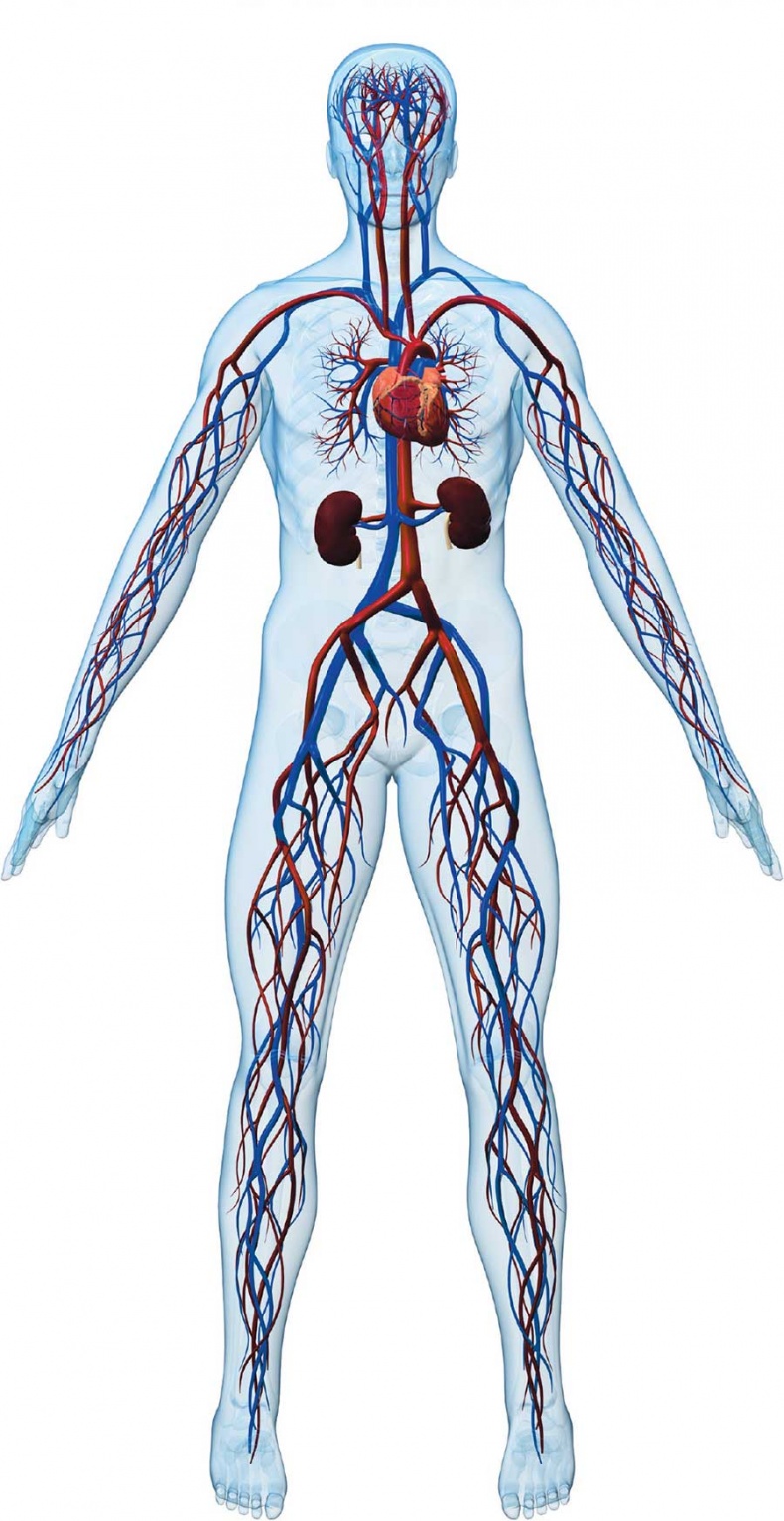 Иллюстрация к книге — Йога-анатомия. Как работают асаны для здоровья и стройности тела [i_211.jpg]