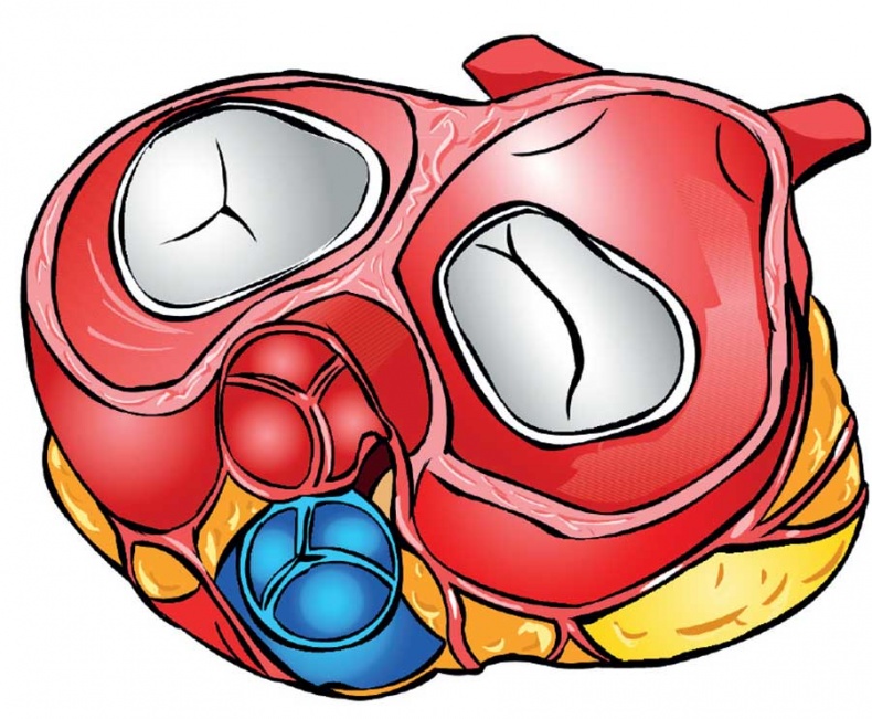 Иллюстрация к книге — Йога-анатомия. Как работают асаны для здоровья и стройности тела [i_213.jpg]