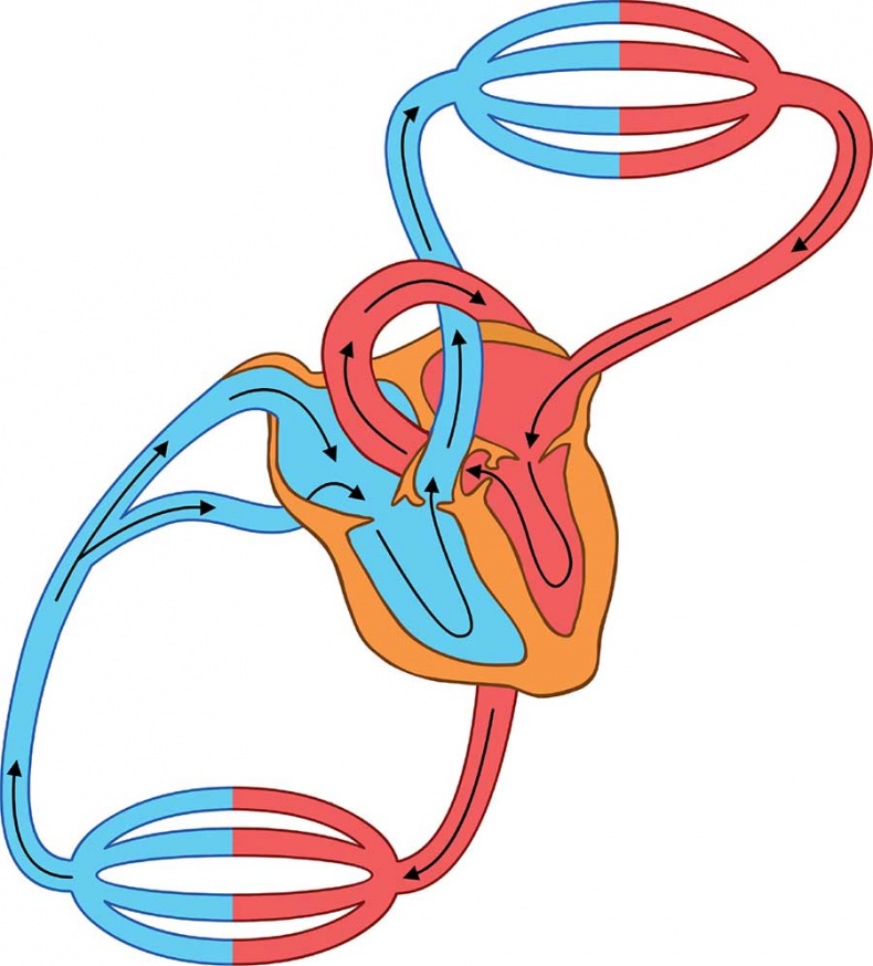 Иллюстрация к книге — Йога-анатомия. Как работают асаны для здоровья и стройности тела [i_214.jpg]