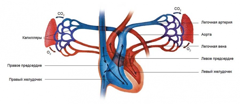 Иллюстрация к книге — Йога-анатомия. Как работают асаны для здоровья и стройности тела [i_215.jpg]