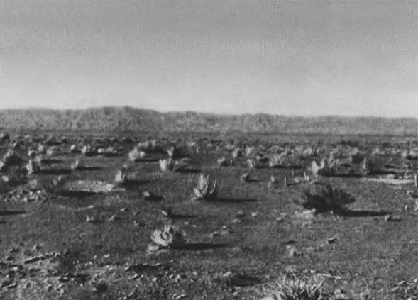 Иллюстрация к книге — Тамерлан [i_015.jpg]