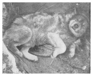 Иллюстрация к книге — Экспедиция к Южному полюсу [i_020.jpg]