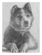 Иллюстрация к книге — Экспедиция к Южному полюсу [i_021.jpg]