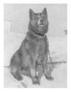 Иллюстрация к книге — Экспедиция к Южному полюсу [i_022.jpg]