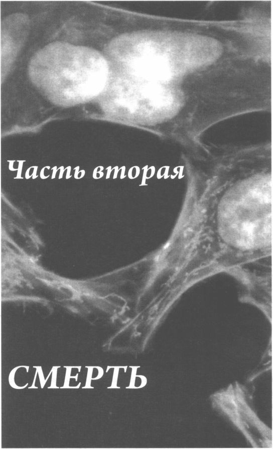 Иллюстрация к книге — Бессмертная жизнь Генриетты Лакс [i_006.jpg]