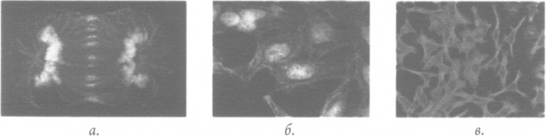 Иллюстрация к книге — Бессмертная жизнь Генриетты Лакс [i_041.jpg]