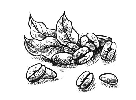 Иллюстрация к книге — Кофе лечит. Головную боль, спазм кровеносных сосудов, простуду, астму [i_004.jpg]