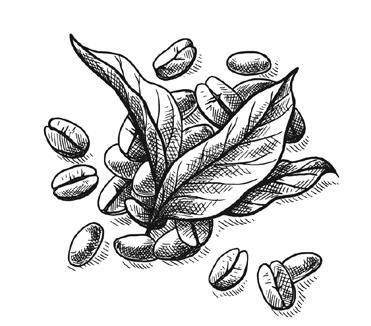 Иллюстрация к книге — Кофе лечит. Головную боль, спазм кровеносных сосудов, простуду, астму [i_008.jpg]