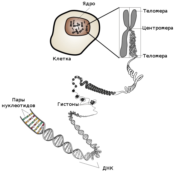 Иллюстрация к книге — Теломераза. Как сохранить молодость, укрепить здоровье и увеличить продолжительность жизни [i_007.jpg]
