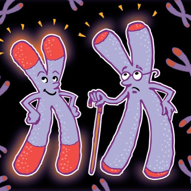 Иллюстрация к книге — Теломераза. Как сохранить молодость, укрепить здоровье и увеличить продолжительность жизни [i_008.jpg]