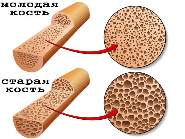 Иллюстрация к книге — Теломераза. Как сохранить молодость, укрепить здоровье и увеличить продолжительность жизни [i_017.jpg]