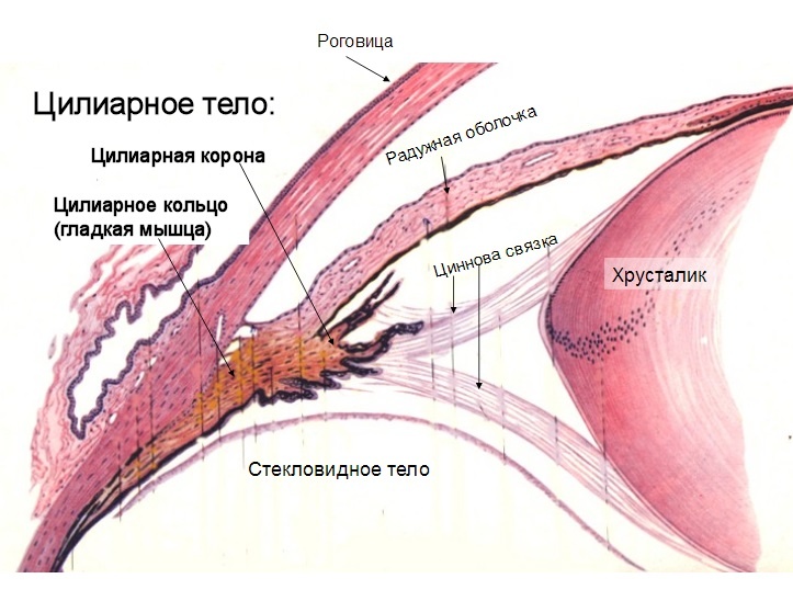 Иллюстрация к книге — Теломераза. Как сохранить молодость, укрепить здоровье и увеличить продолжительность жизни [i_021.jpg]