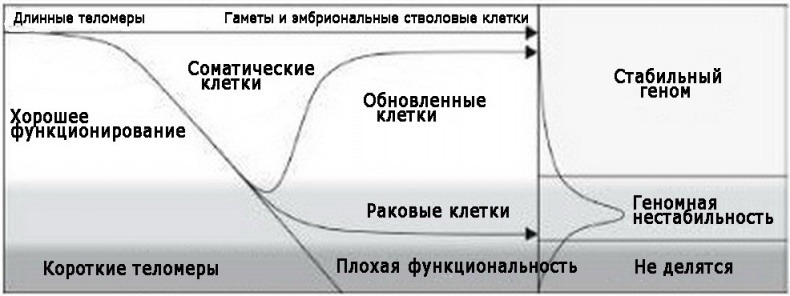 Иллюстрация к книге — Теломераза. Как сохранить молодость, укрепить здоровье и увеличить продолжительность жизни [i_022.jpg]