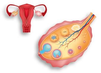 Иллюстрация к книге — Как избавиться от боков, "ушей" и "галифе" [i_006.jpg]