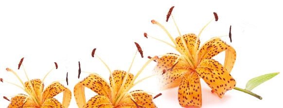 Иллюстрация к книге — Как избавиться от боков, "ушей" и "галифе" [i_019.jpg]