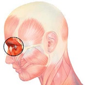 Иллюстрация к книге — Бодифлекс для лица и тела [i_081.jpg]