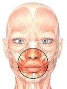 Иллюстрация к книге — Бодифлекс для лица и тела [i_096.jpg]