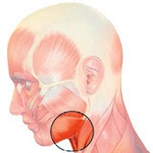 Иллюстрация к книге — Бодифлекс для лица и тела [i_115.jpg]