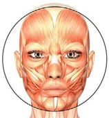 Иллюстрация к книге — Бодифлекс для лица и тела [i_121.jpg]