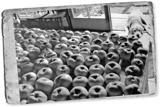 Иллюстрация к книге — Мемуары двоечника [i_002.jpg]