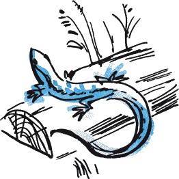 Иллюстрация к книге — Страшная тайна братьев Кораблевых [i_023.jpg]