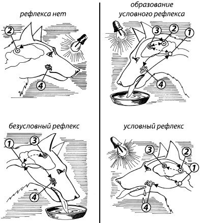 Иллюстрация к книге — Занимательная психология [i_015.jpg]