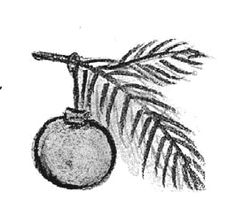 Иллюстрация к книге — Сотворение мира [i_013.jpg]