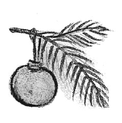 Иллюстрация к книге — Сотворение мира [i_015.jpg]